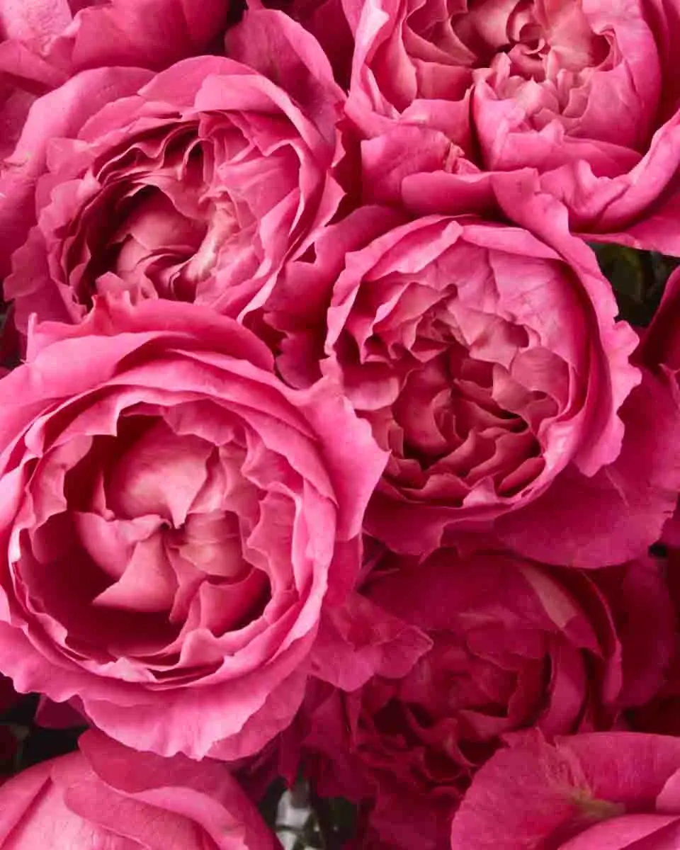 My Darling Cerise 2 My Darling Cerise 2