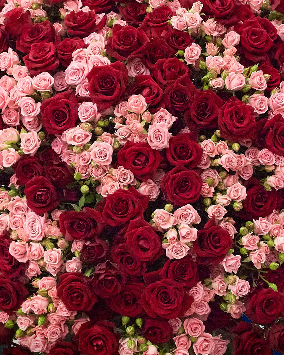 Love in Full Bloom Colse