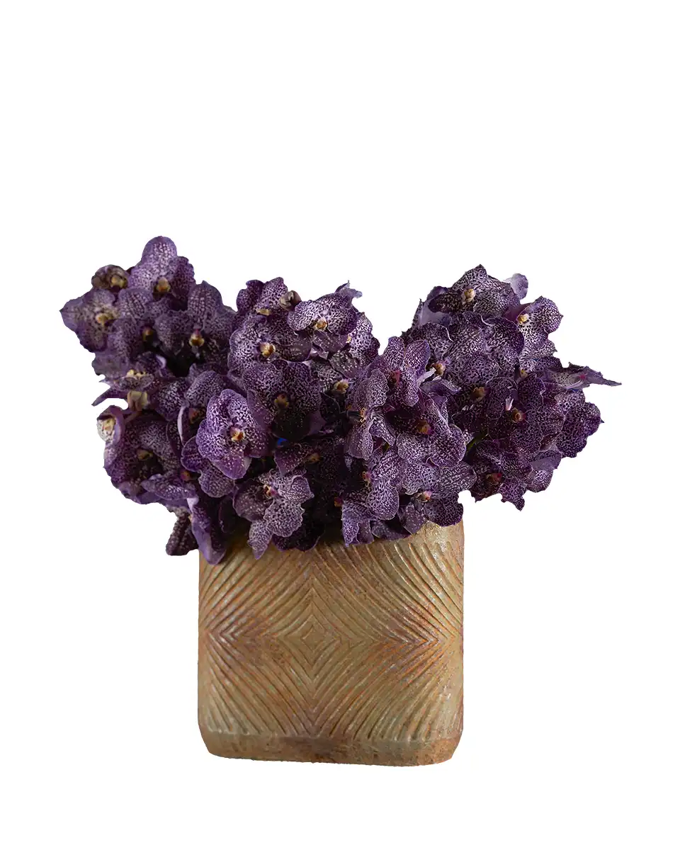 Showy Vanda Edited