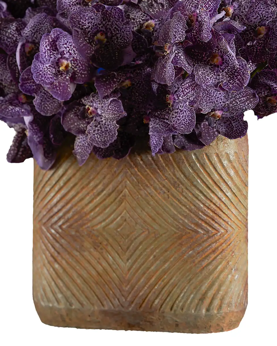 Showy Vanda Edited2