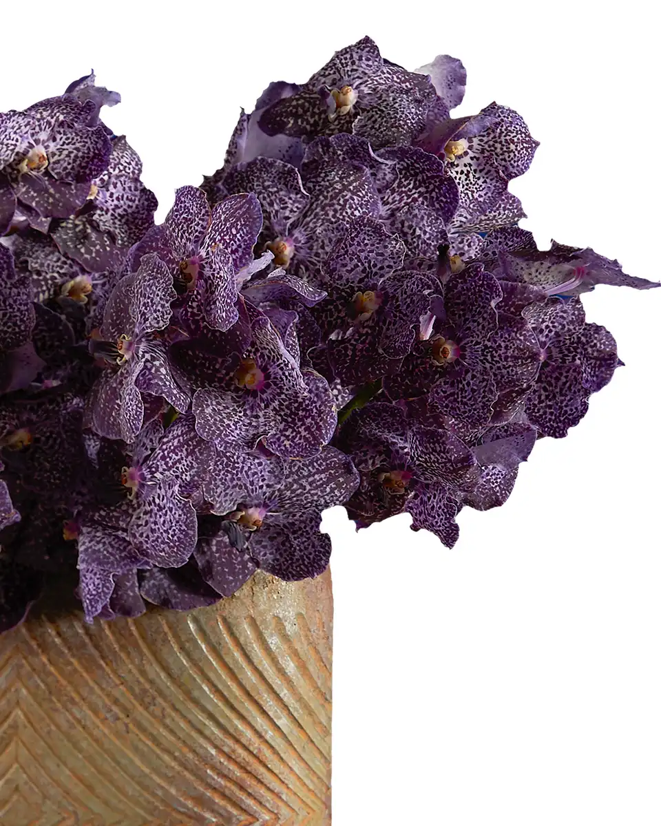 Showy Vanda Edited3