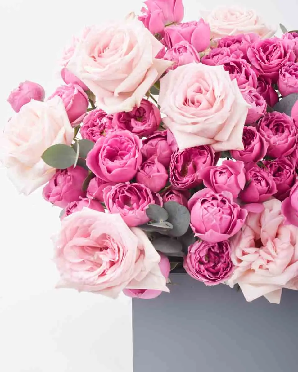 Pink O Hara Beauty LARGE JUNE 19 2023