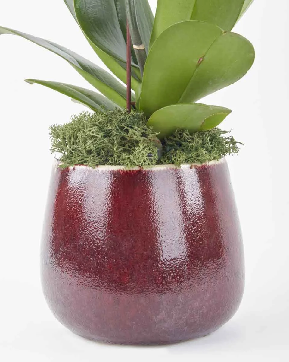 Alluring White Phalaenopsis JUNE 15 2023 2 Alluring White Phalaenopsis JUNE 15 2023 2