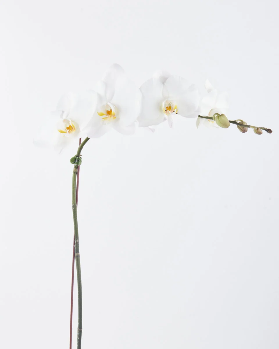Alluring White Phalaenopsis JUNE 19 2023 Alluring White Phalaenopsis JUNE 19 2023