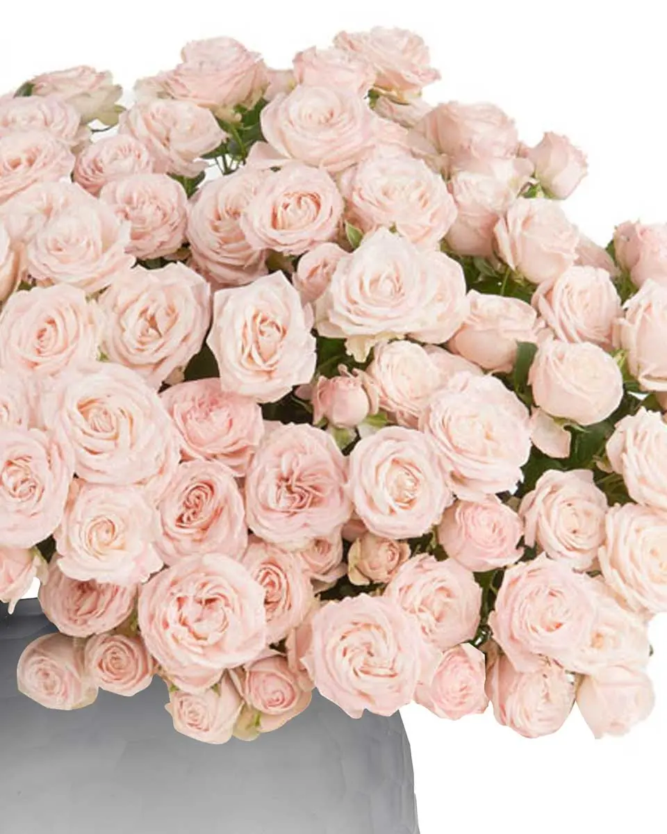 BLUSHING BEAUTY Side2 29 Oct 2024 BLUSHING BEAUTY Side2 29 Oct 2024