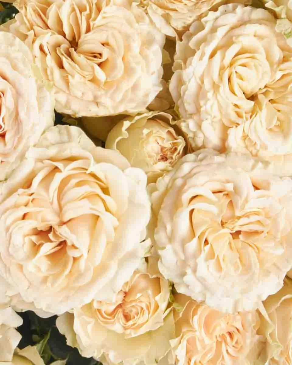 Be My Baby JUNE 16 2023 2 Be My Baby JUNE 16 2023 2