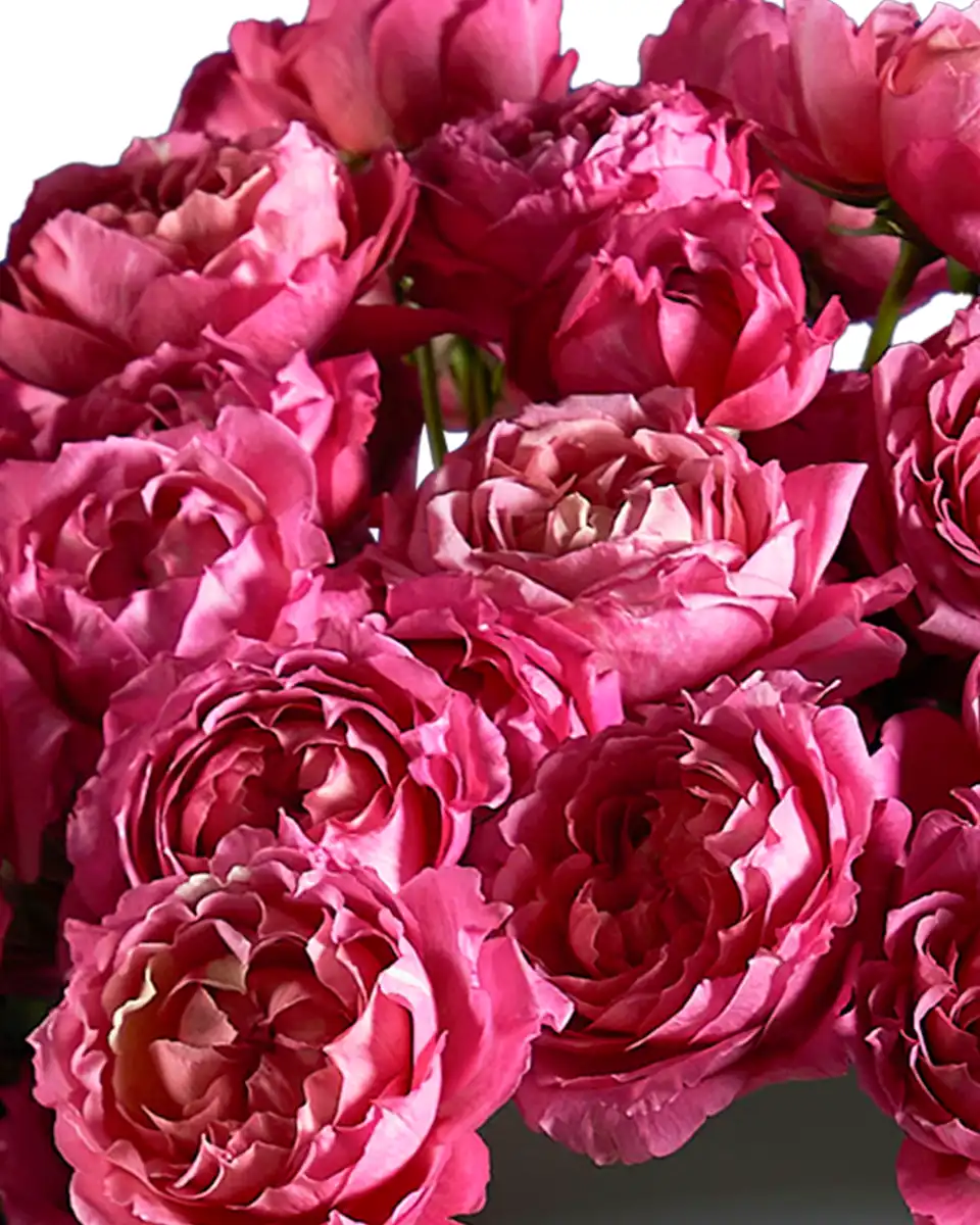 Charisma Impressive Edited3 Charisma Impressive Edited3