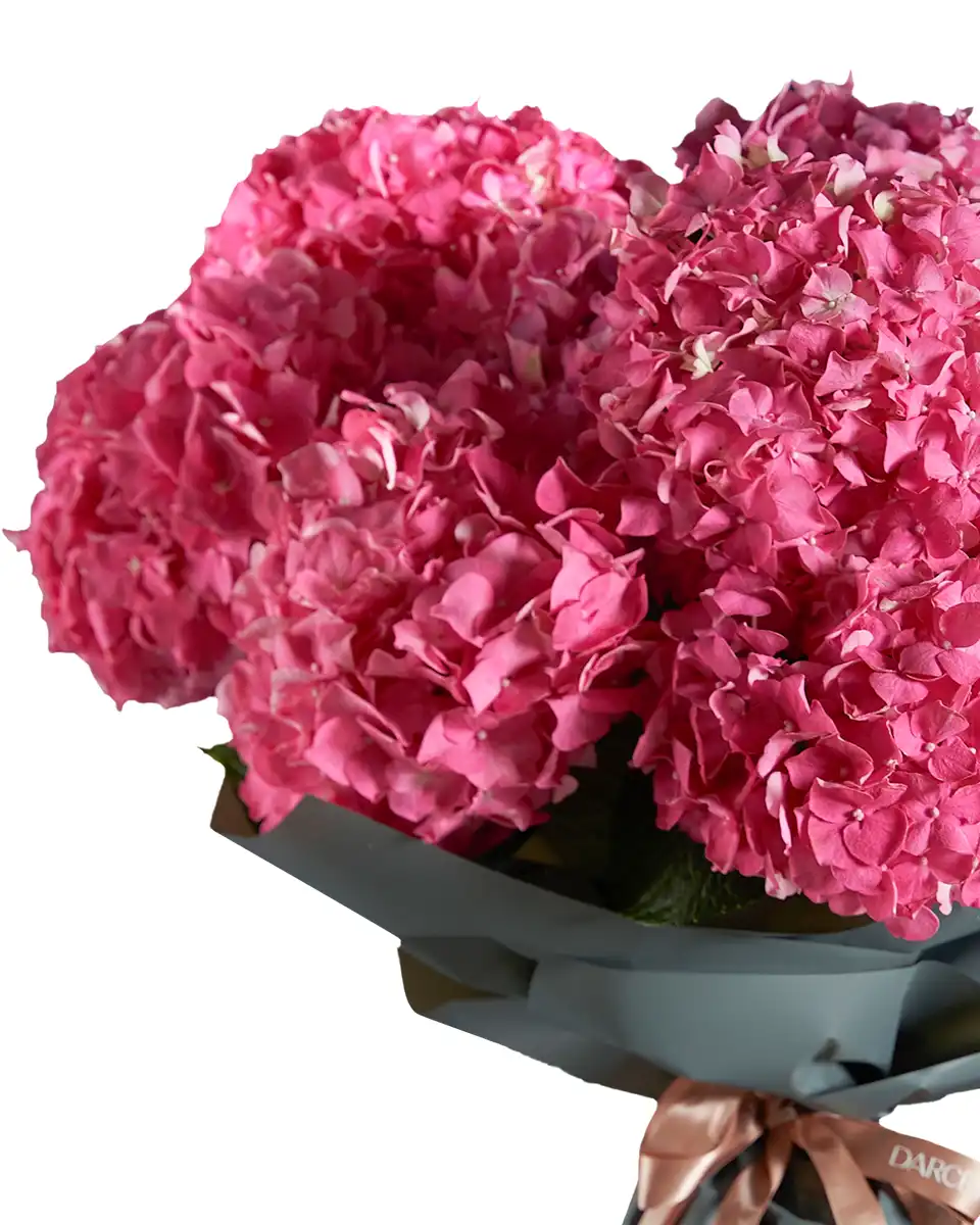 Hydrangea Madness Impressive Edited2 Hydrangea Madness Impressive Edited2