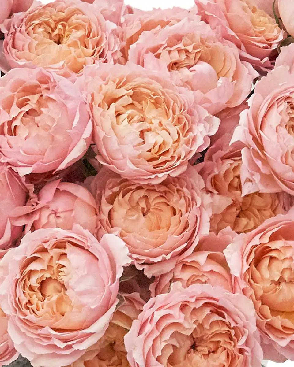 I Love You Baby Details 2025 copy I Love You Baby Details 2025 copy