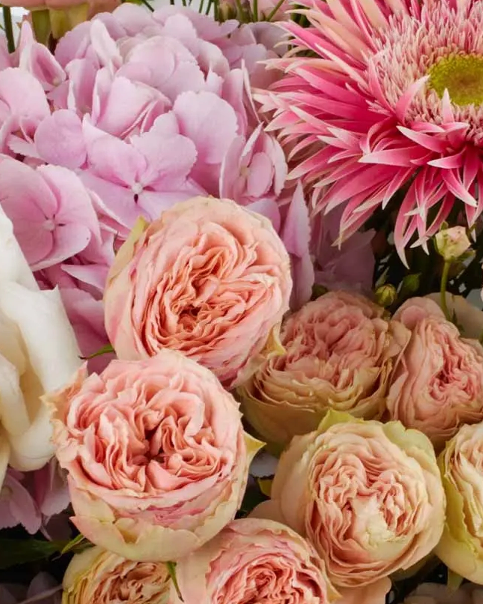 MesmerizeBOQUET JBF 1 SUPERB 3 1New MesmerizeBOQUET JBF 1 SUPERB 3 1New