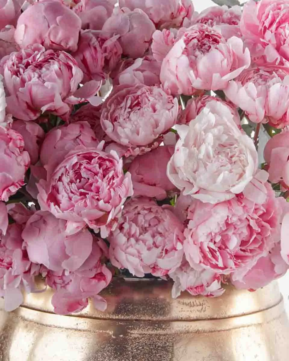 Peony Madness 1 Peony Madness 1