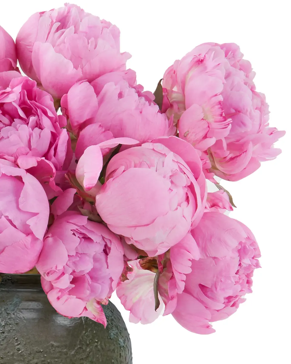 Pink Splendor JUNE 24, 2024 3 Pink Splendor JUNE 24, 2024 3