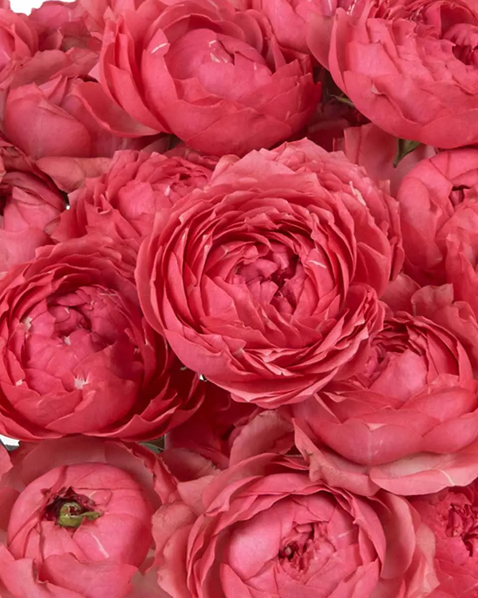 RASPBERRY DELIGHT 2025 Details 3 RASPBERRY DELIGHT 2025 Details 3