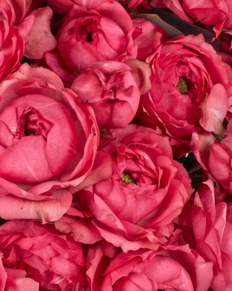 Raspberry Crush 3 JUNE 1 2023 Raspberry Crush 3 JUNE 1 2023