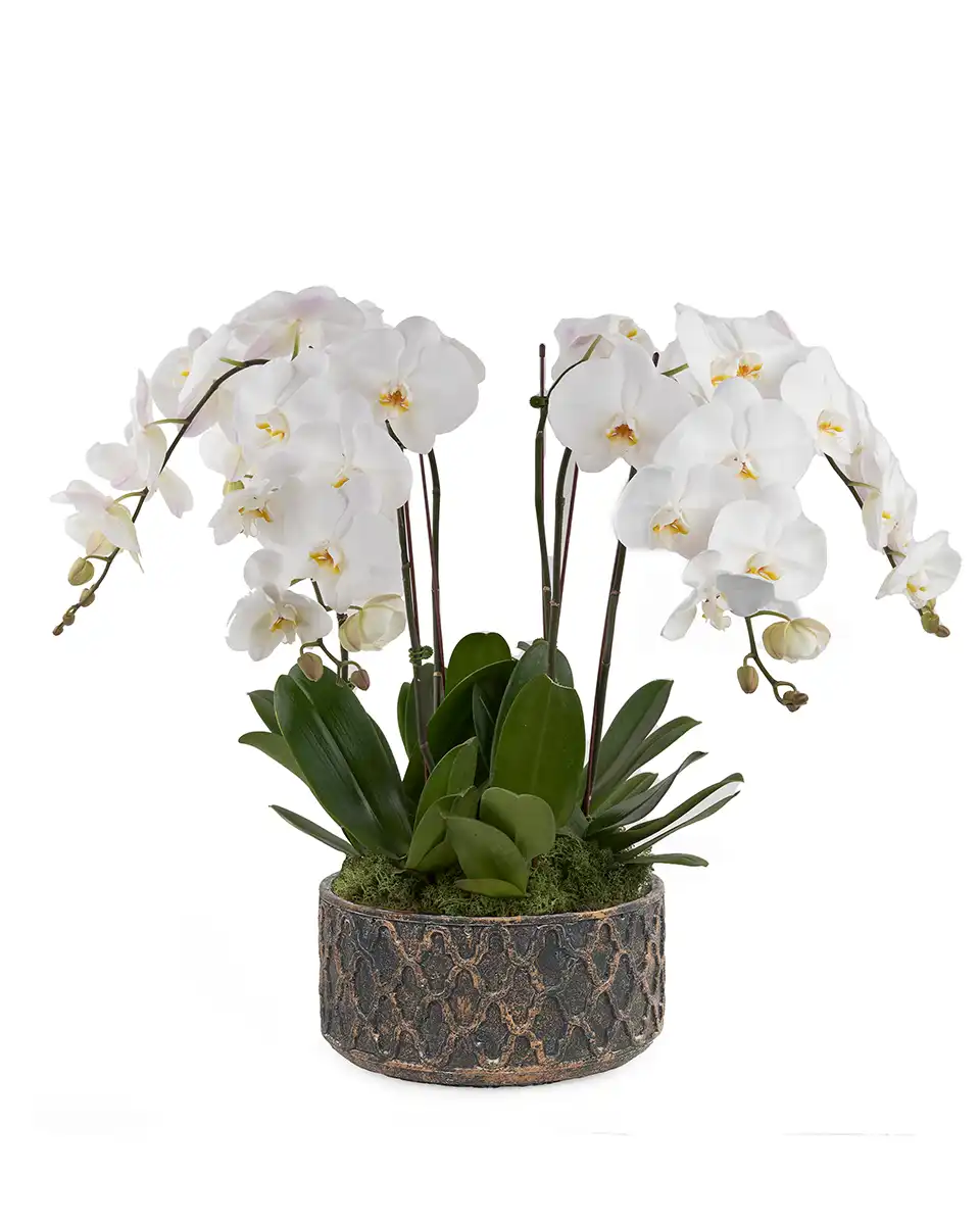 White Harmony 2025 White Harmony 2025