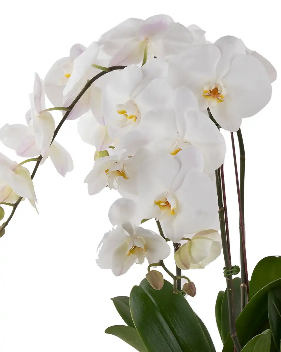 White Harmony 20254 White Harmony 20254