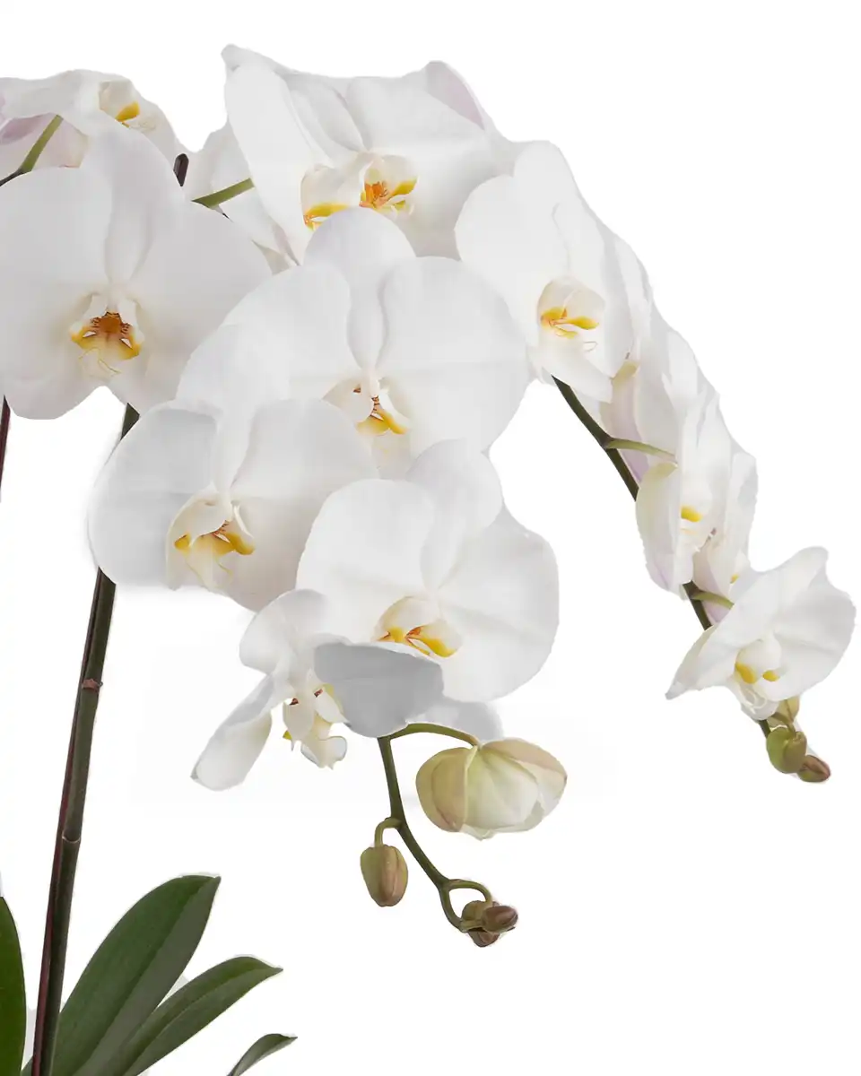 White Harmony 2025 3 White Harmony 2025 3