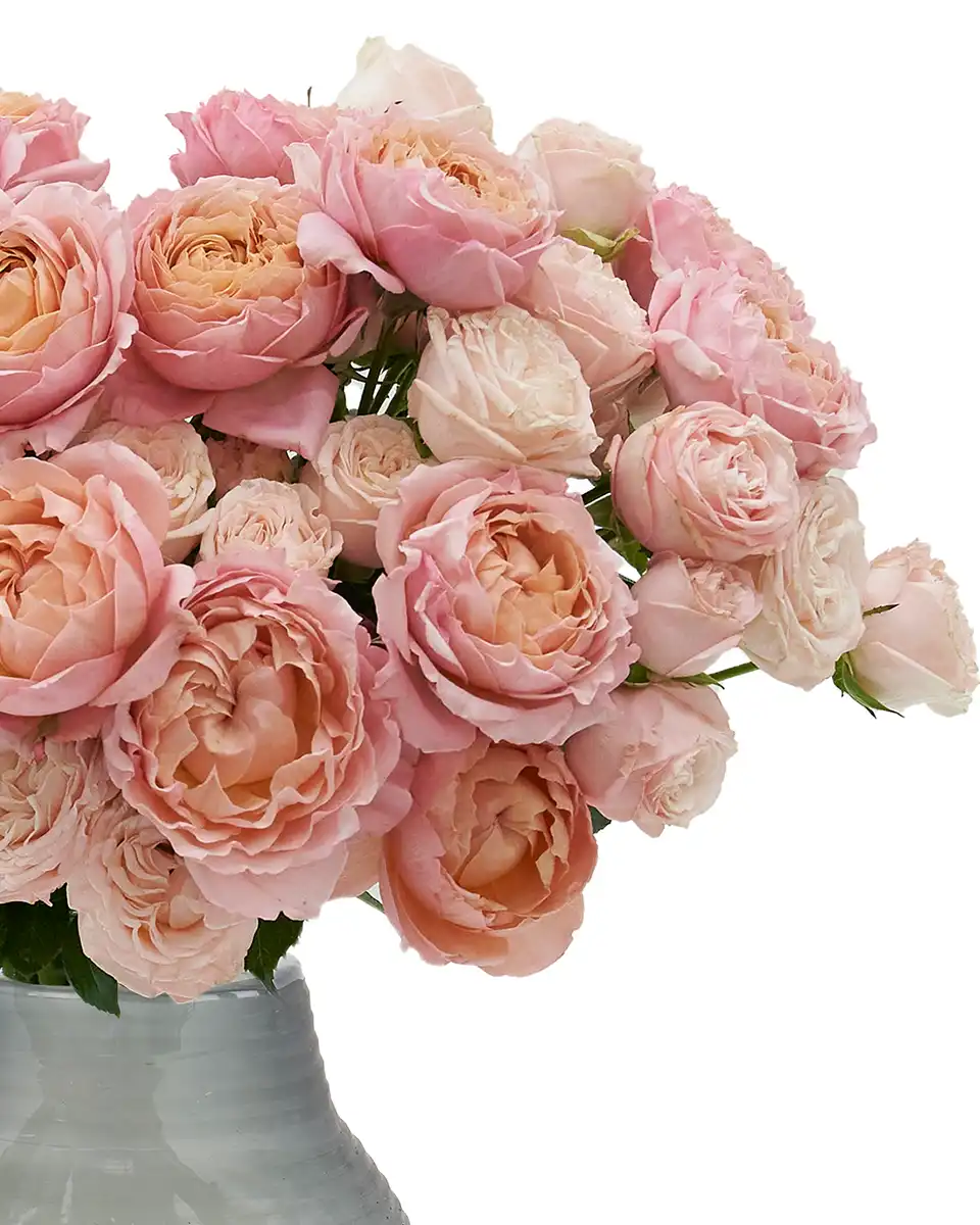 Salmon Twist Left 3 Salmon Twist Left 3