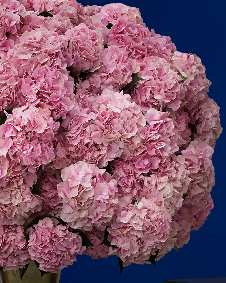 Hydrangea Majesty Left Hydrangea Majesty Left