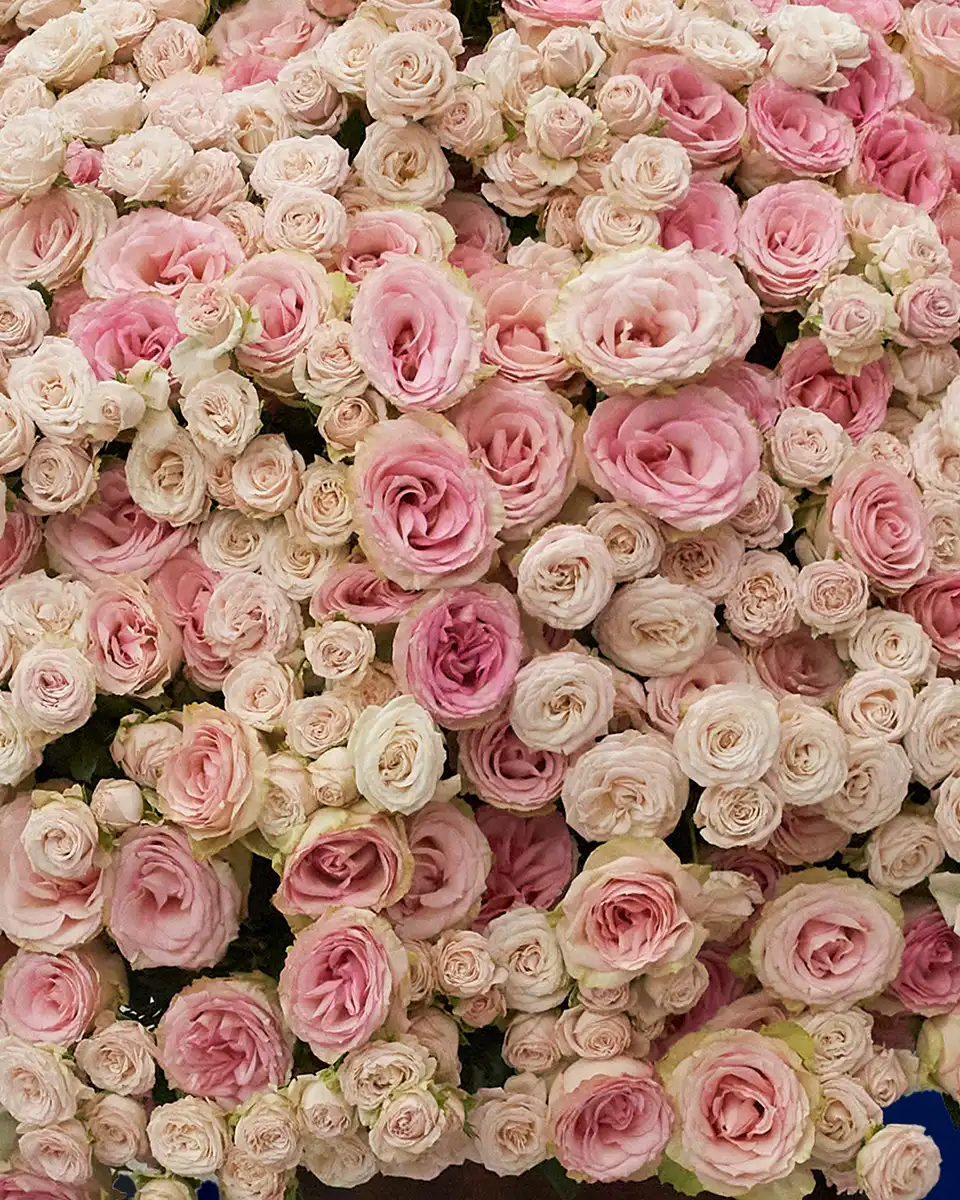 Pink Rose Royale Close Pink Rose Royale Close