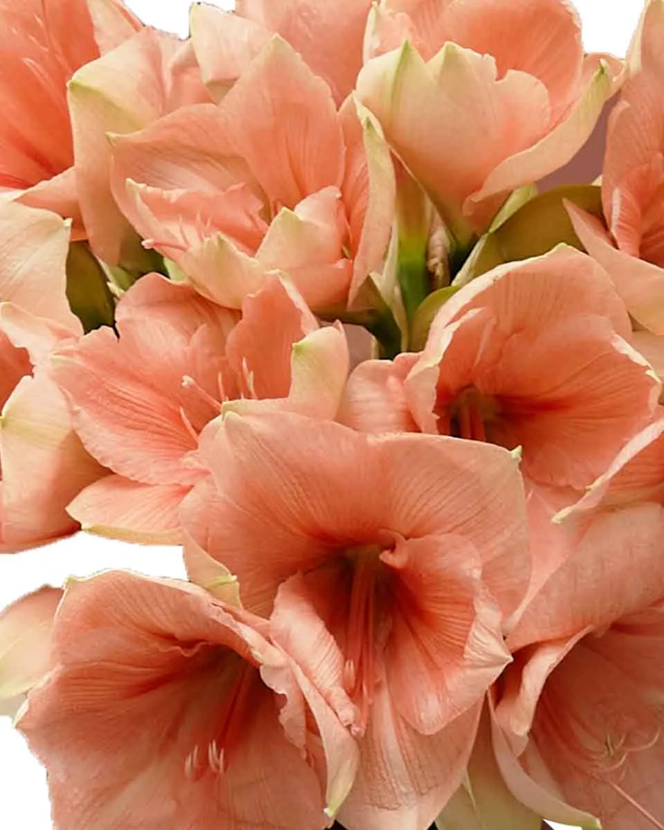 rilona baby detail 3 rilona baby detail 3