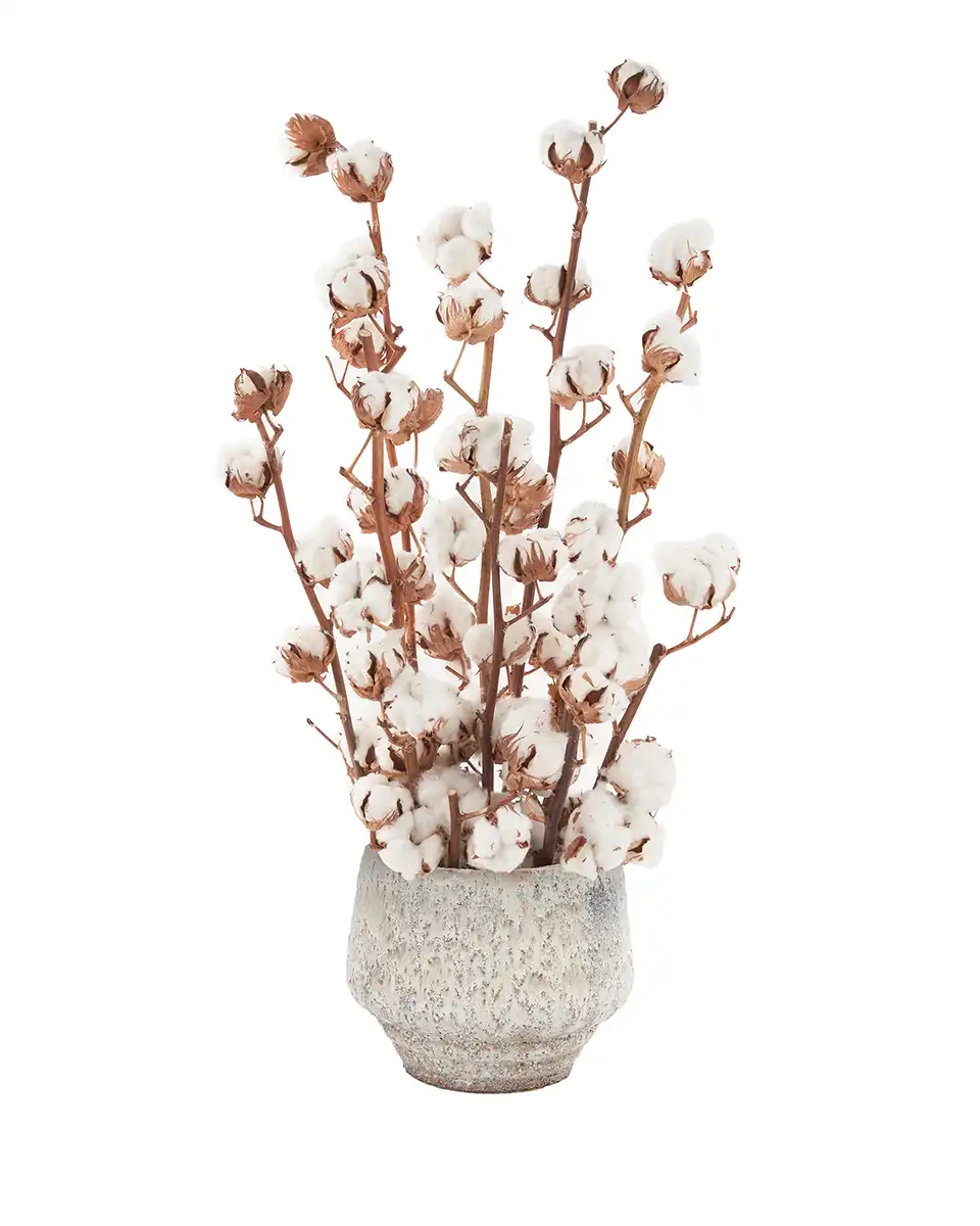 Cotton Craze 8 Nov 2025 Cotton Craze 8 Nov 2025