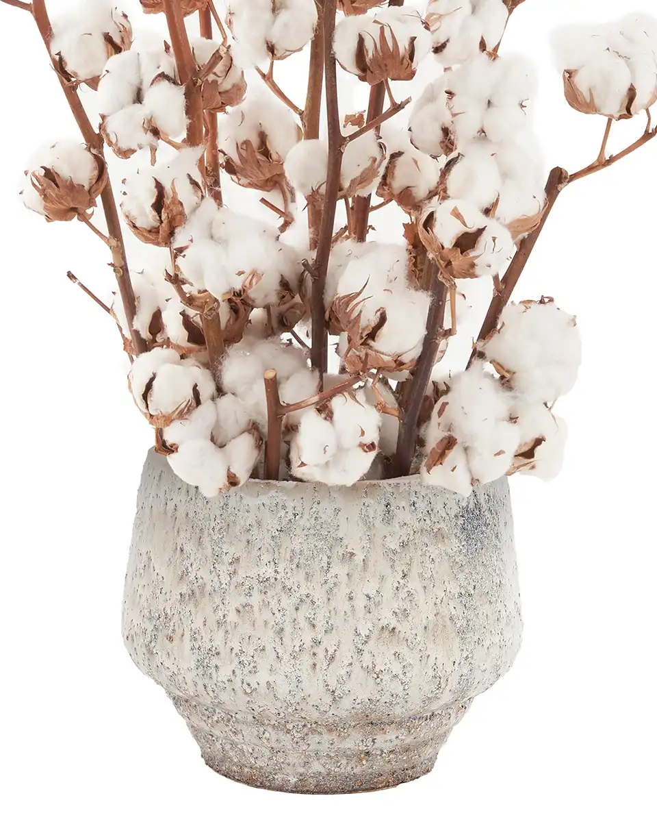 Cotton Craze 8 Nov 2025 2 Cotton Craze 8 Nov 2025 2