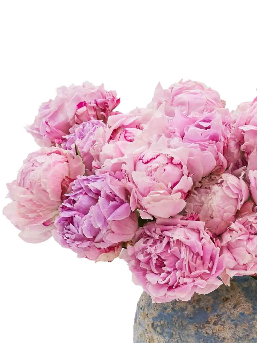 This is Beauty2 details This is Beauty2 details