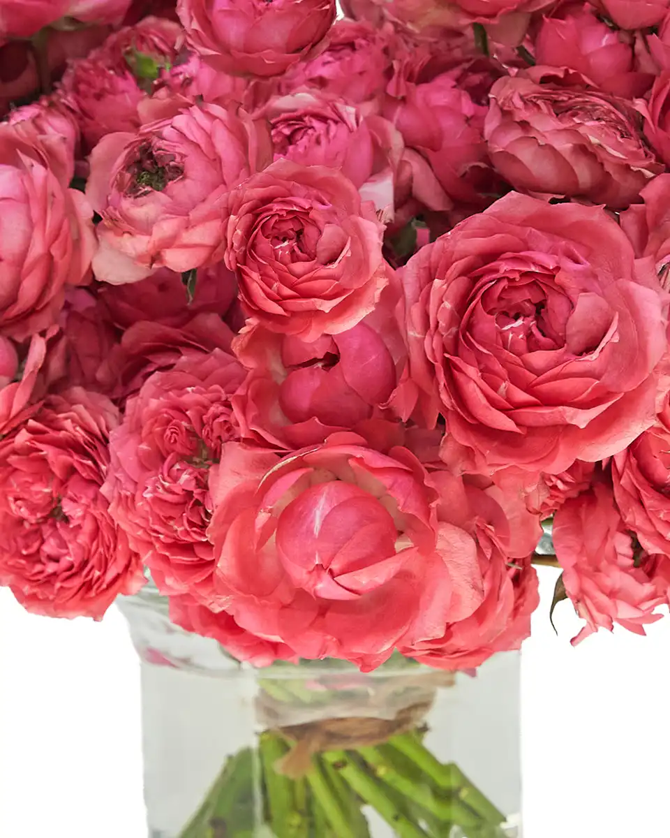 Raspberry Crush 15 Jan 2026 Details 2 Raspberry Crush 15 Jan 2026 Details 2