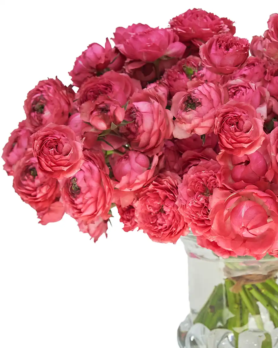 Raspberry Crush 15 Jan 2026 Details Raspberry Crush 15 Jan 2026 Details