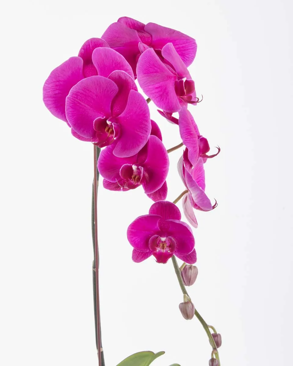 Phalaenopsis Sensation purple JUNE 15 2023 1
