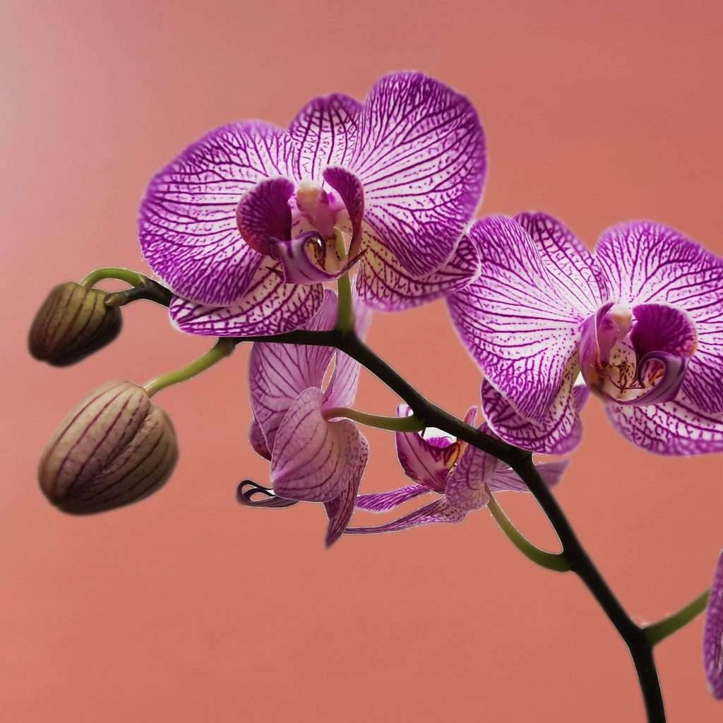 phalaenopsis