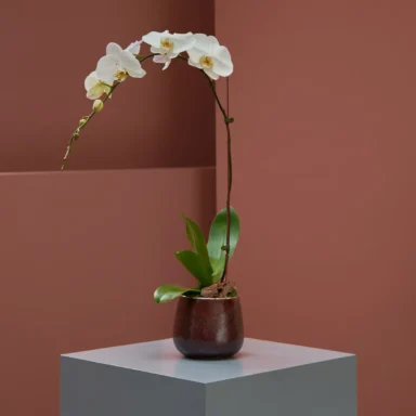 Alluring White Phalaenopsis 1