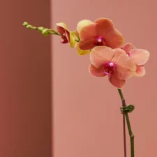 Orange Orchid Pot