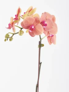 Orange Orchid on Nude Pot JUNE 15 2023 1