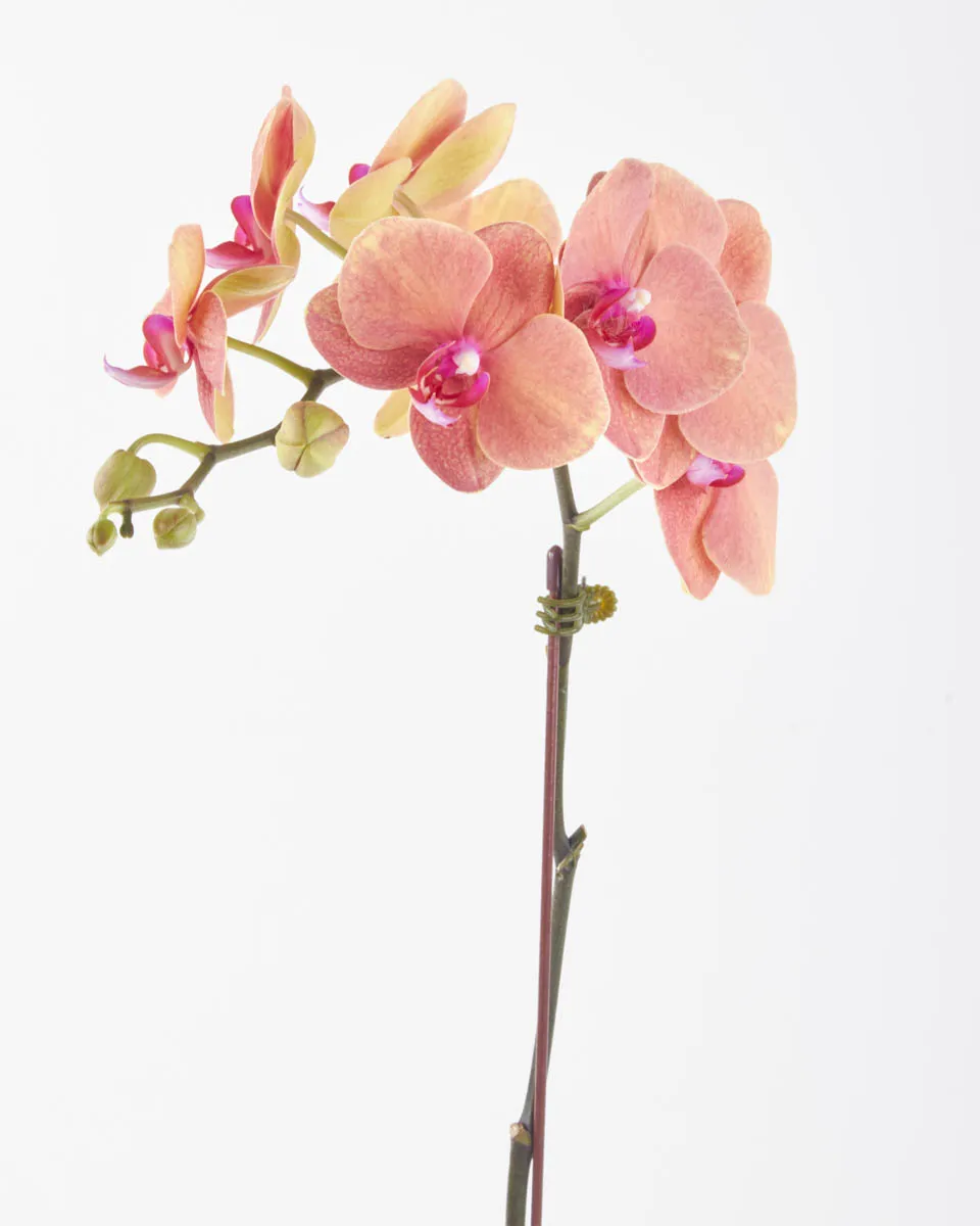 Orange Orchid on Nude Pot JUNE 15 2023 1