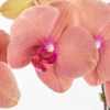 Orange Orchid on Nude Pot JUNE 15 2023 3