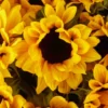 Mega Sunflower ONE SIZE ONLY JUNE 14 2023 1