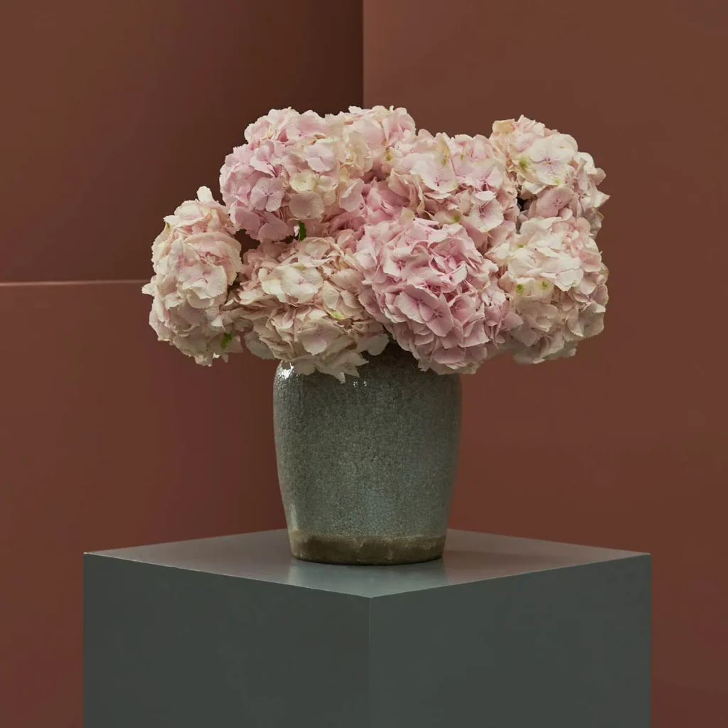hydrangea blooms new vase