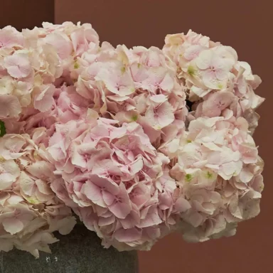 hydrangea blooms new vase detailed