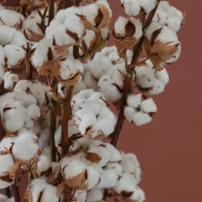 cotton craze detailed