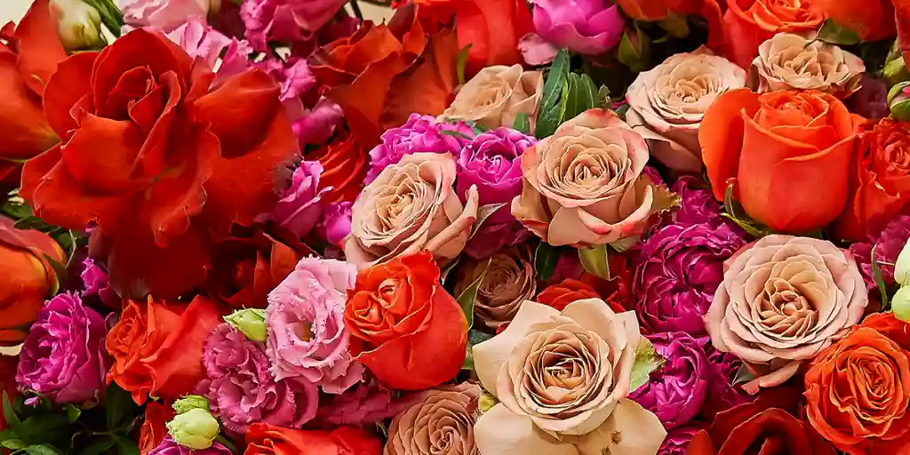 meaning of rose colors