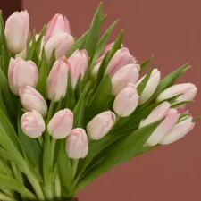 dynasty pink tulip detailed