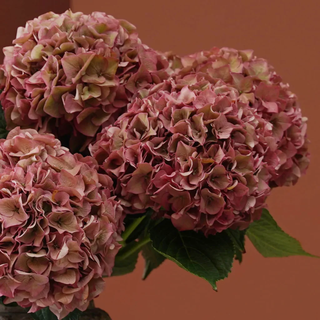 magical pink hydrangea detailed