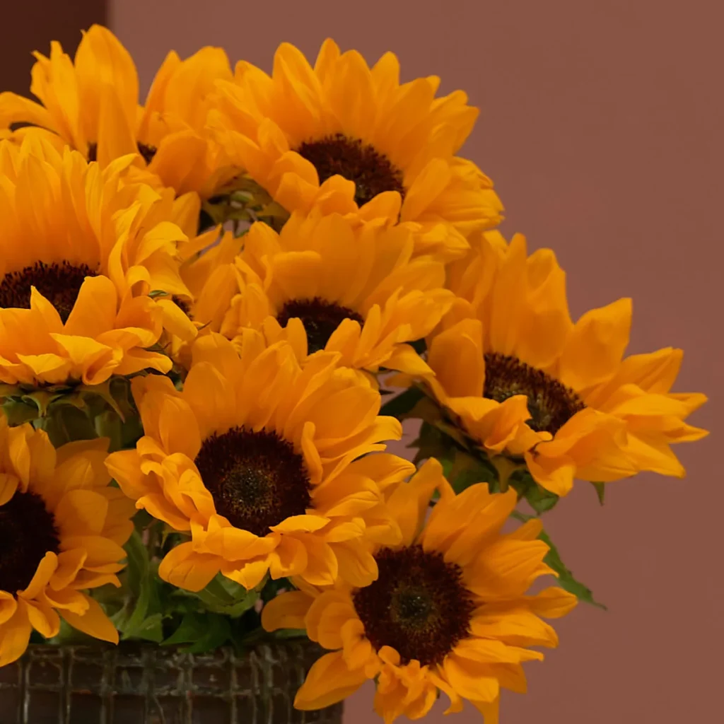 sunflower galore detailed