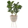 Fiddle Leaf Fig Duo JUNE 8 2023 1