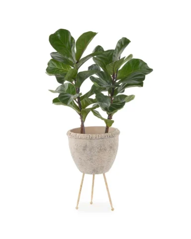 Fiddle Leaf Fig Duo JUNE 8 2023 1