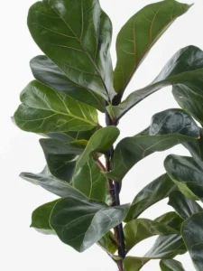 Fiddle Leaf Fig Duo JUNE 8 2023