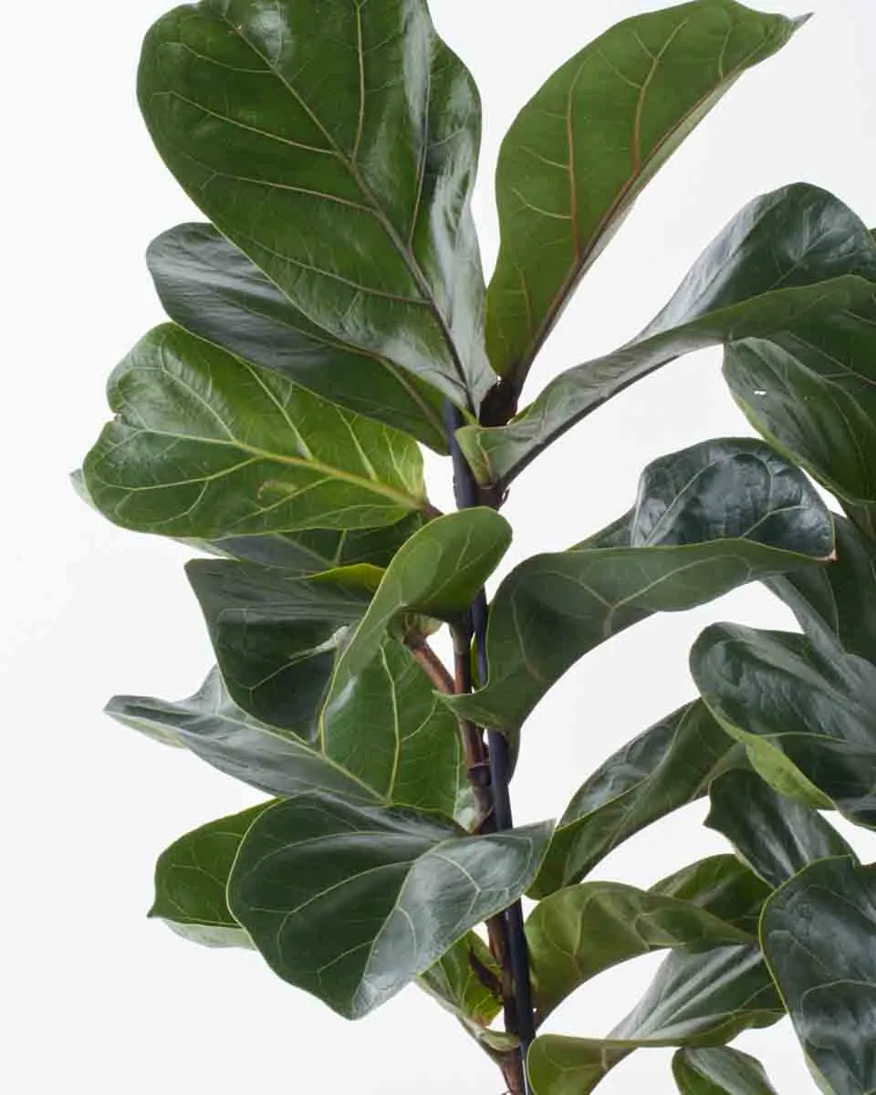 Fiddle Leaf Fig Duo JUNE 8 2023