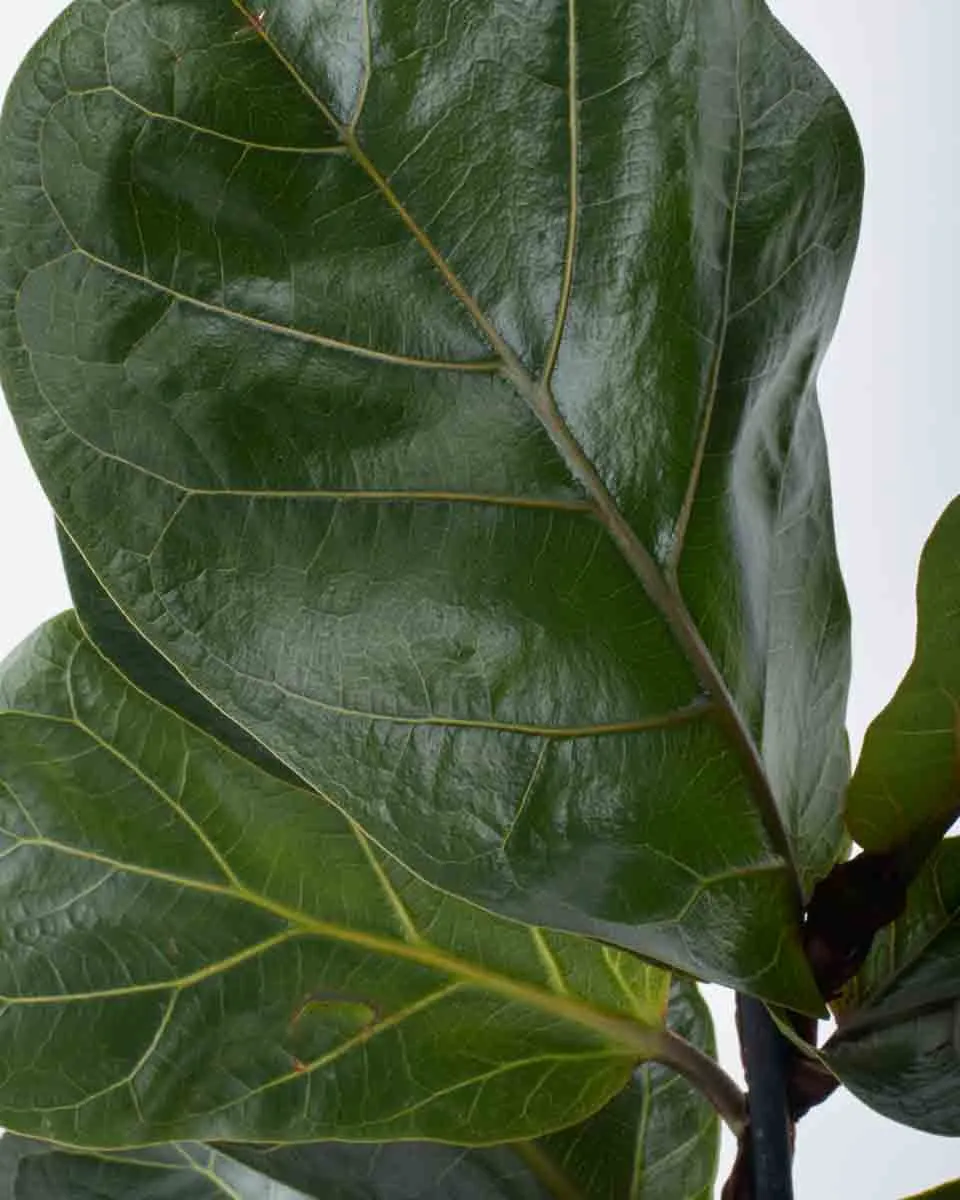 Fiddle Leaf Fig Duo JUNE 8 2023 3
